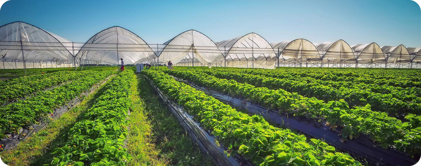 Agricultural Sector